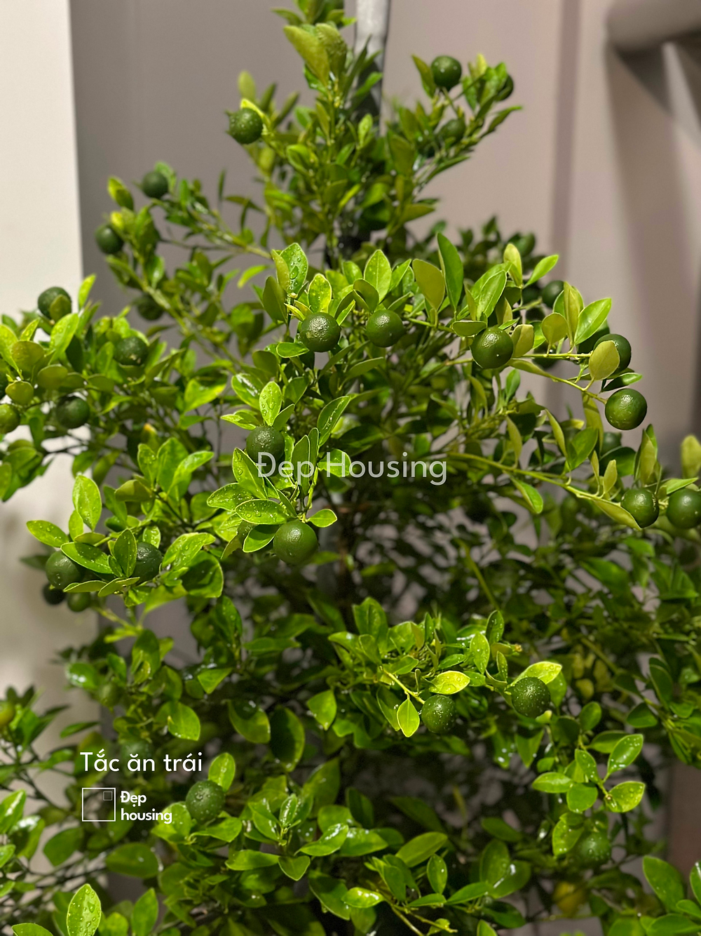 17af18_233f3345e1c846c984ba5d949fb10bb6~mv2