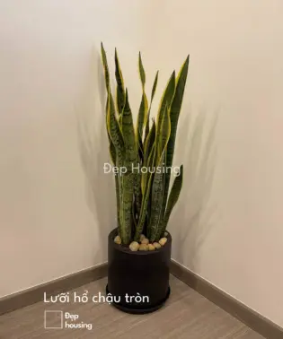 Lưỡi hổ chậu tròn