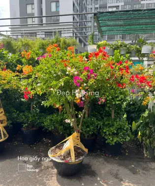 Hoa Giấy Ngũ Sắc