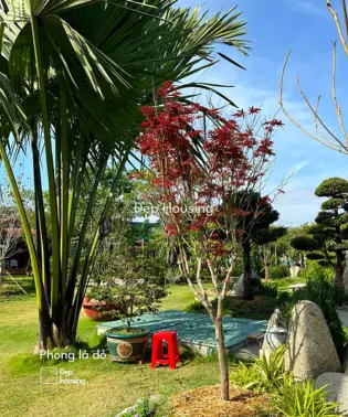 Cây phong lá đỏ