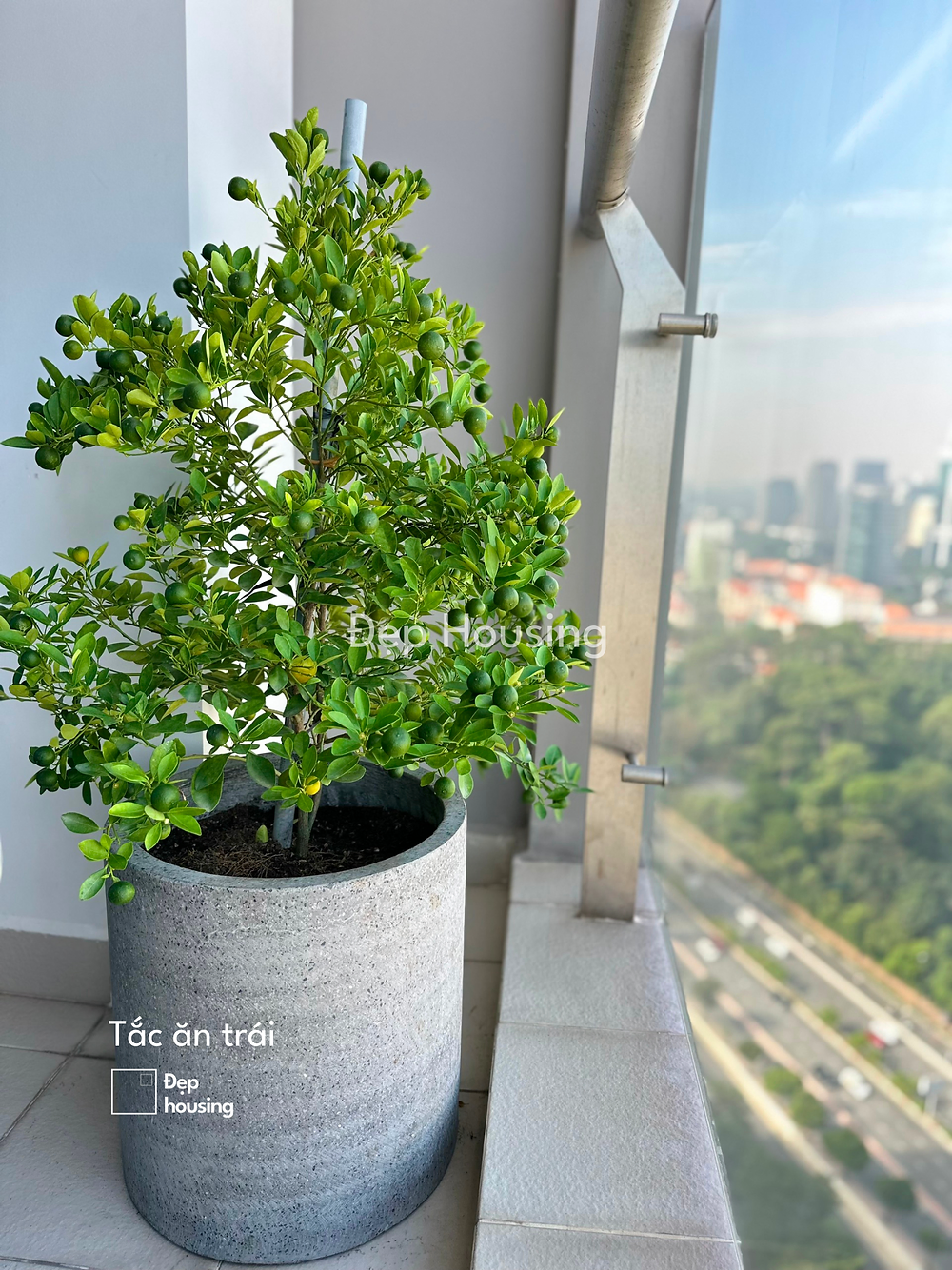 Cây tắc Cây tắc