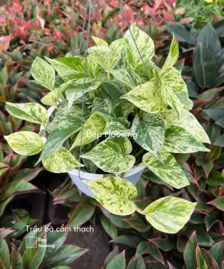 Trầu bà cẩm thạch