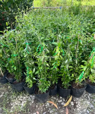 Cúc tầng Ấn Độ