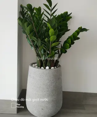 Kim tiền chậu giọt nước