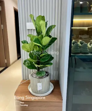 Bàng Singapore nhiều nhánh