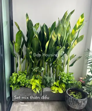 set cây thiên điểu