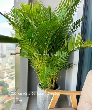 Cau Vàng Đài Loan