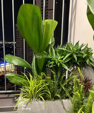 Set cây ban công Kè Nhật & Trúc Bách Hợp
