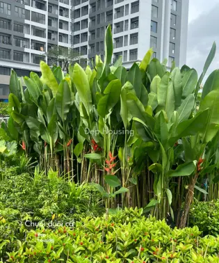 Chuối phượng hoàng