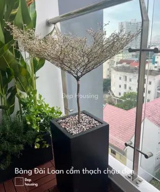Bàng cẩm thạch