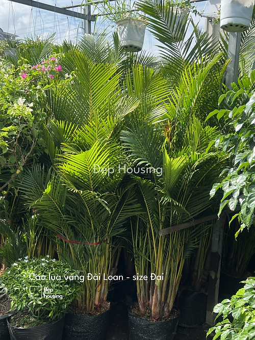 17af18_c3f3bef227fe4d50a136a90837e4068a_mv2