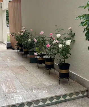 Hoa hồng trồng ngoài nắng