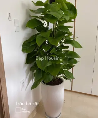 Trầu bà cột chậu ly sứ