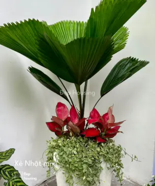 Set cây Kè Nhật Khai trương Hồng Phát