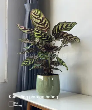 Đuôi công phượng hoàng để bàn