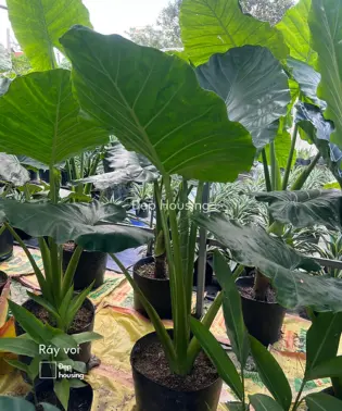 Ráy voi cỡ vừa cao 1m5