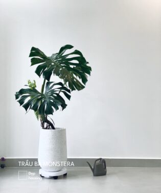 Trầu bà lá xẻ Monstera chậu giọt nước