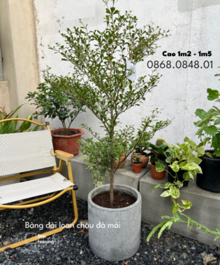 Bàng đài loan chậu đá mài