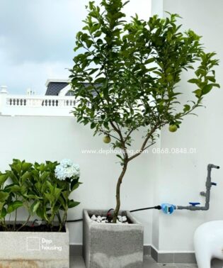 Cây chanh trồng ban công