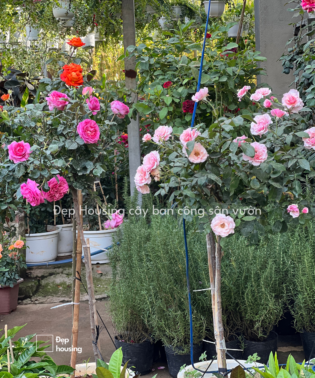 Hoa hồng tree rose