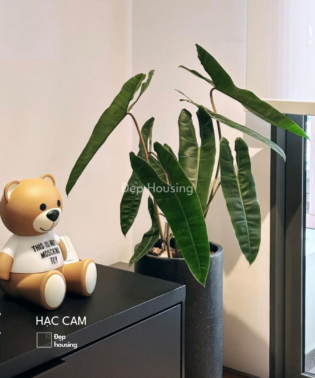 Hạc cam
