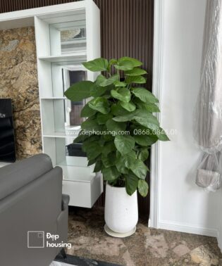 Trầu Bà Cột Chậu Giọt Nước