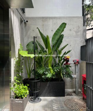 Bồn cây nhiệt đới chuối kiểng