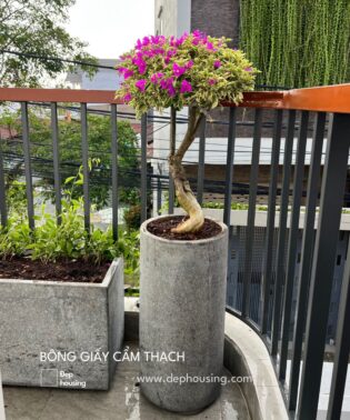 Bông giấy cẩm thạch