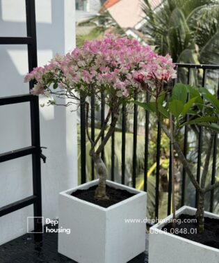 Bông giấy hồng sakura