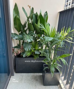 Cây ban công nắng nhẹ