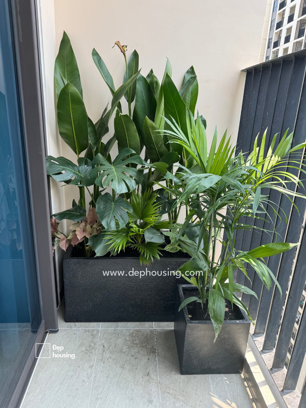 Cây ban công nắng nhẹ 01