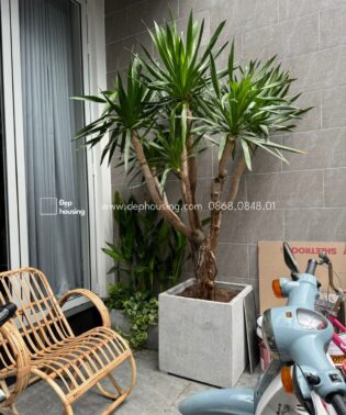 phát tài núi nhiều nhánh