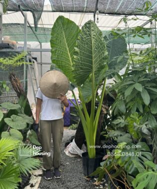 Ráy voi lớn cao 2 mét