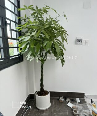 Kim ngân thắt bím