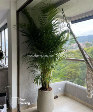 Cây cau vàng chậu đá mài