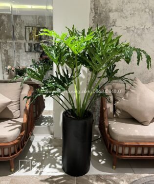 Trầu bà Thanh xuân