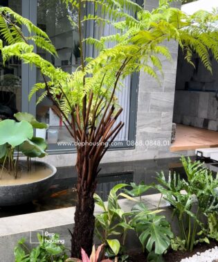 Dương xỉ thân gỗ (Dương xỉ cổ đại)