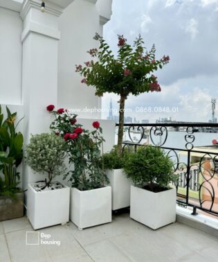 Trồng hoa trên sân thượng