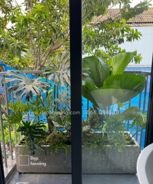 Set cây ban công ít nắng - cây ban công ưa mát