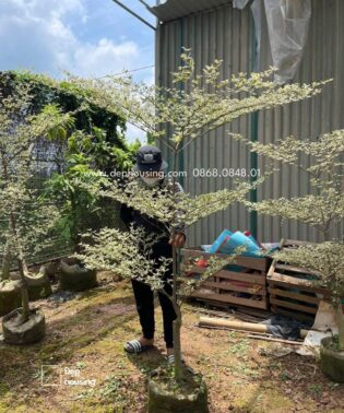 Bàng cẩm thạch nhiều tầng tán