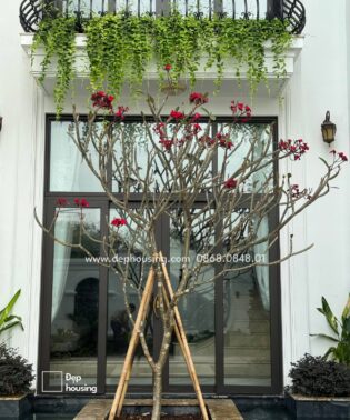 Cây bông sứ trồng sân vườn