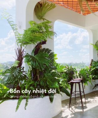 Bồn cây nhiệt đới dương xỉ cổ đại và monstera