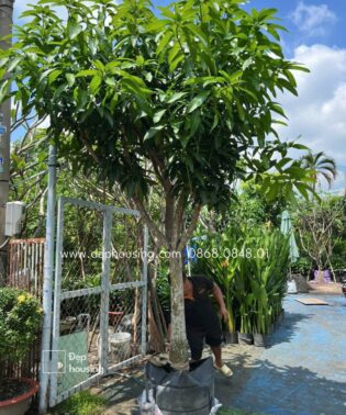 Cây xoài trồng sân vườn