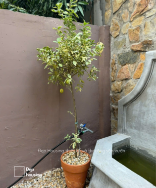 Chanh vàng chanh Mỹ