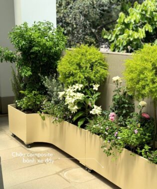 Cây ban công nhiều nắng chậu composite